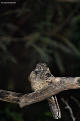 Chordeiles acutipennis