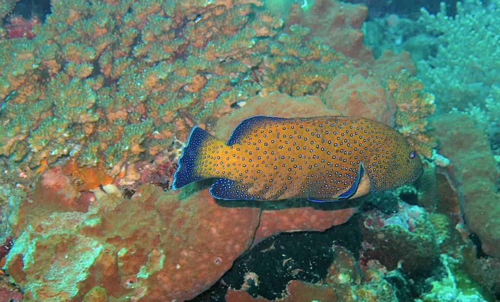 Peacock grouper