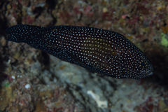 Calloplesiops altivelis