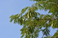 Leucaena diversifolia