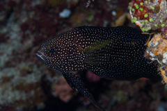 Calloplesiops altivelis