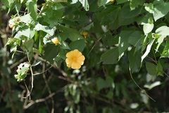 Dendrosida sharpiana