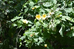 Dendrosida sharpiana