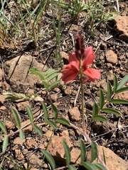Indigofera sanguinea