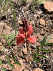 Indigofera sanguinea