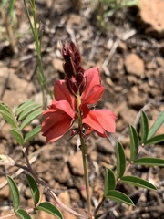 Indigofera sanguinea