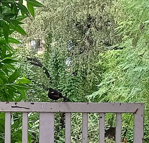 Indian Robin