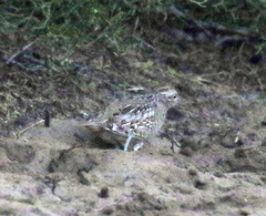 Turnix nigricollis