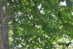 Cedrela salvadorensis