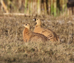 Pterocles personatus