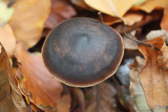Macrocystidia cucumis