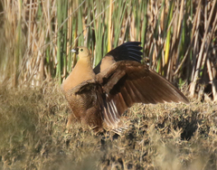 Pterocles personatus