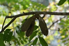 Cedrela salvadorensis