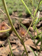 Triumfetta welwitschii