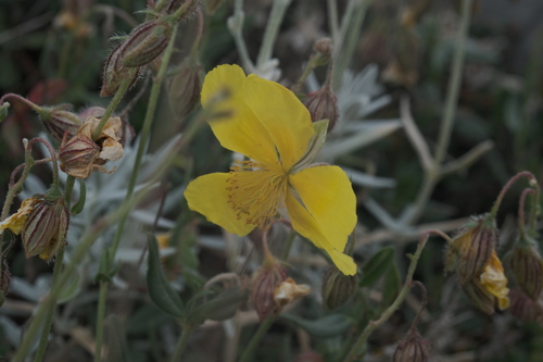 Helianthemum croceum, photograph 3