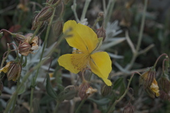 Helianthemum croceum, photograph (c) fmunoz, some rights reserved (CC BY)