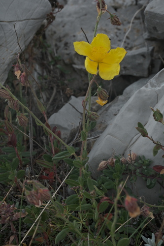 Helianthemum croceum, photograph 2
