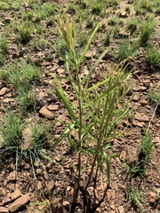 Triumfetta welwitschii