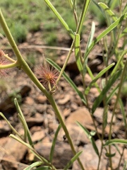 Triumfetta welwitschii