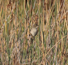 Neomixis tenella tenella