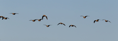 Pterocles personatus