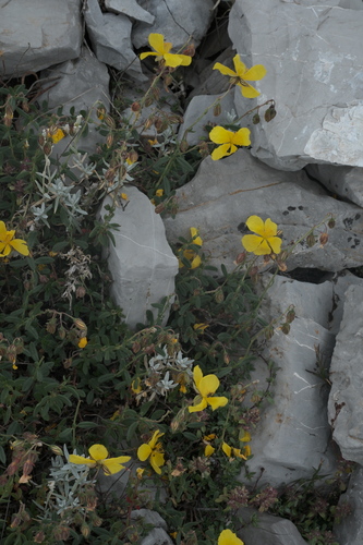 Helianthemum croceum (Helianthemum croceum)