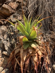 Aloe pretoriensis