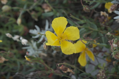 Helianthemum croceum, photograph 4