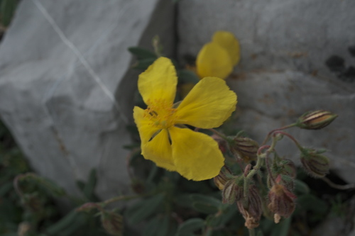 Helianthemum croceum