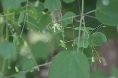 Passiflora filipes