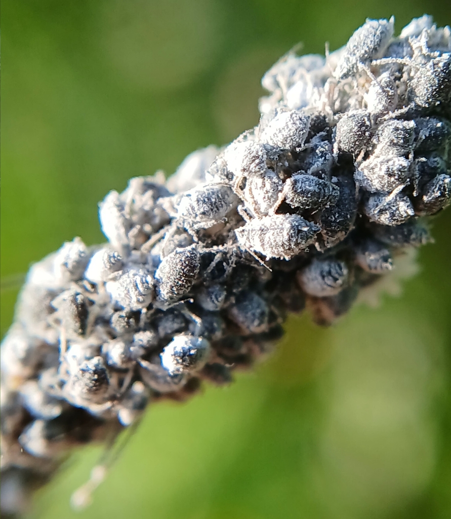 Aphid