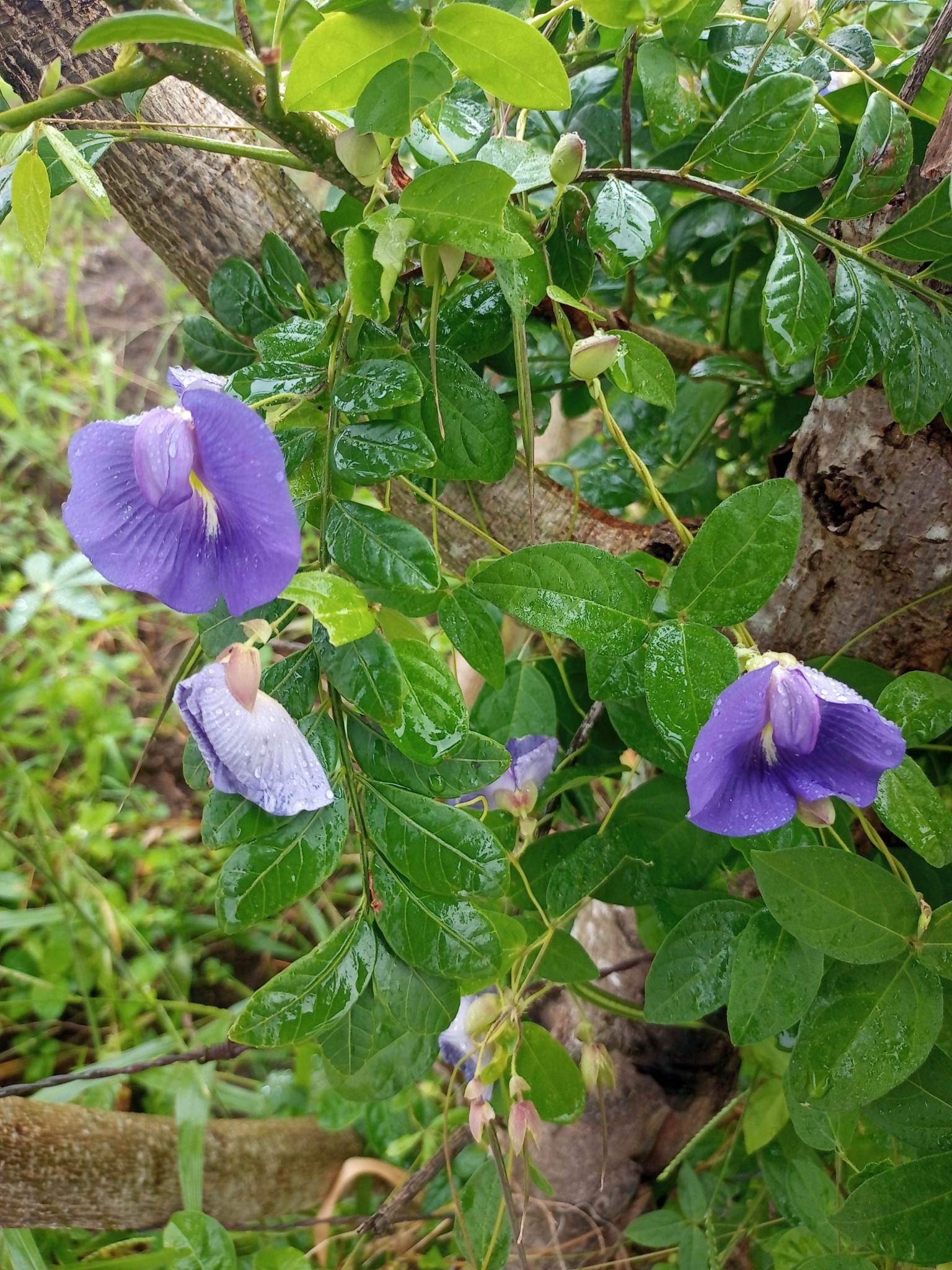 Clitoria ternatea