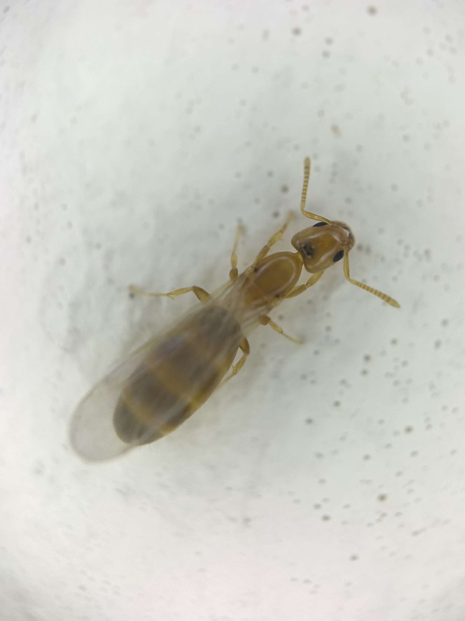 Tapinoma andamanense