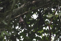 Hypsignathus monstrosus