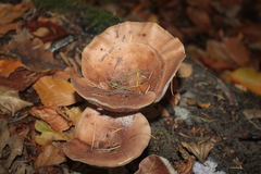 Lactarius subdulcis