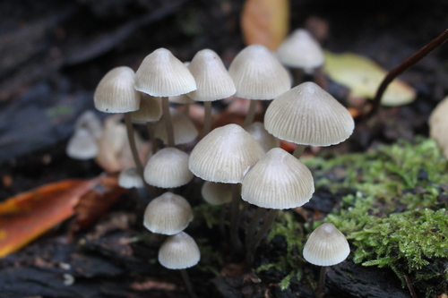Mycena arcangeliana Bres.