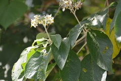 Solanum umbellatum