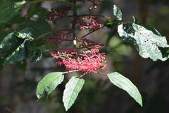 Cissus biformifolia