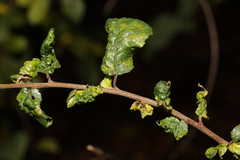 Brachycaudus helichrysi