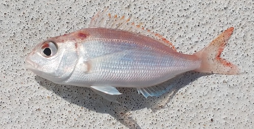 Morocco dentex (Dentex maroccanus) — Sparidae — 2