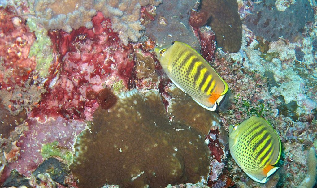 Dot and dash Butterflyfish