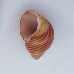 Tricolia pullus
