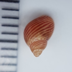 Tricolia pullus