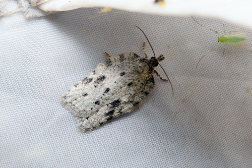 Acleris roscidana