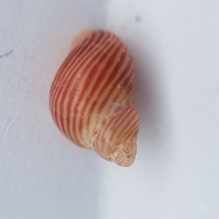 Tricolia pullus