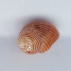 Tricolia pullus