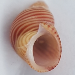 Tricolia pullus