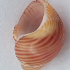 Tricolia pullus