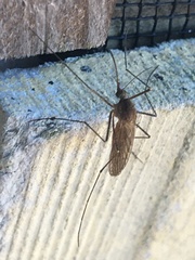 Culiseta inornata