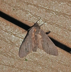 Lapara coniferarum